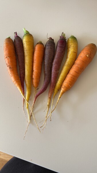The Vegetable Patch