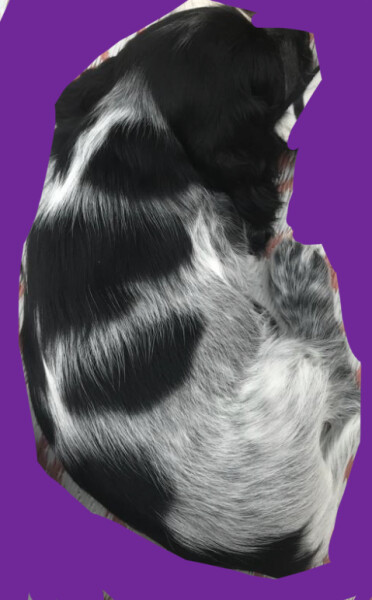 What is this puppy’s name?