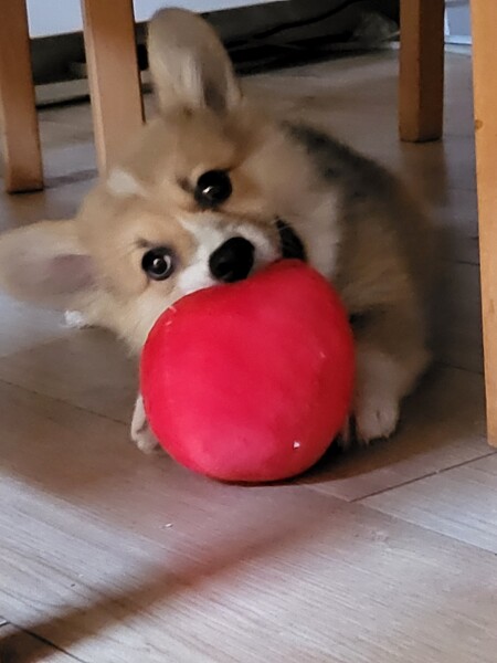 Puppy Survival Thread: Surviving into Summer 2022