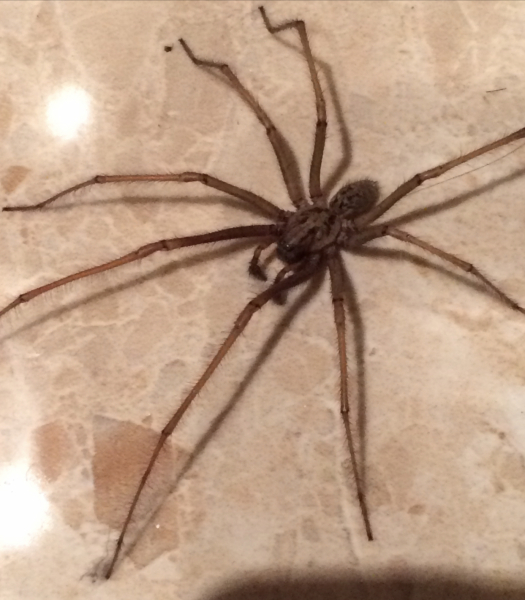 *Warning- contains picture of spider* To be frozen in fear and awe all at the same time!!