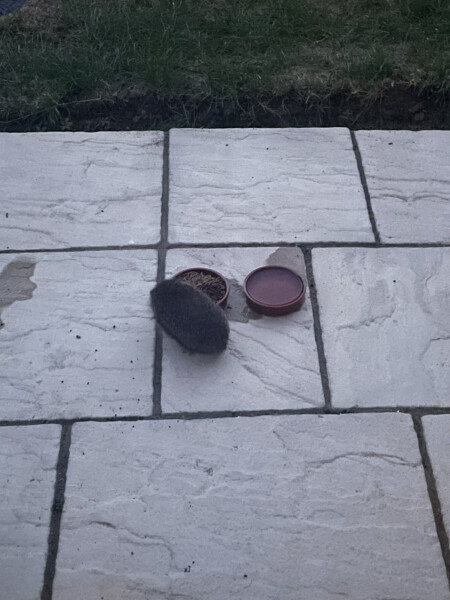 Can anyone water the wildlife with me? 