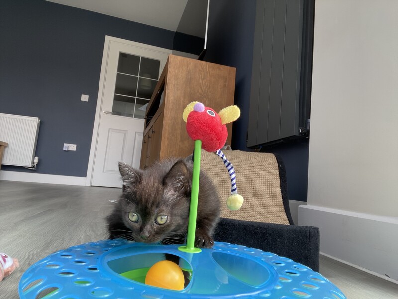 Meet Muffin