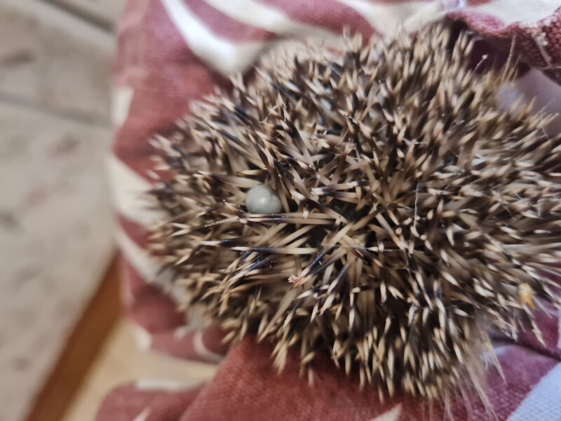How do you catch a hedgehog?