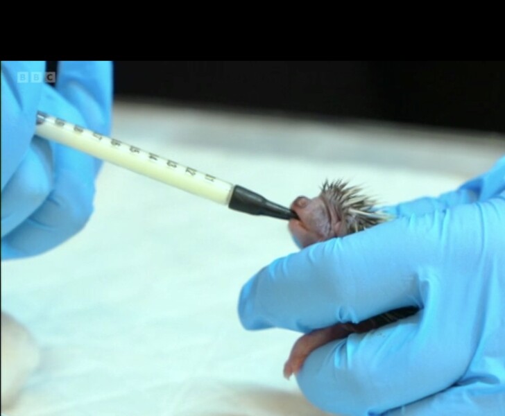 To ask you to please help hedgehogs and other wildlife prepare for winter