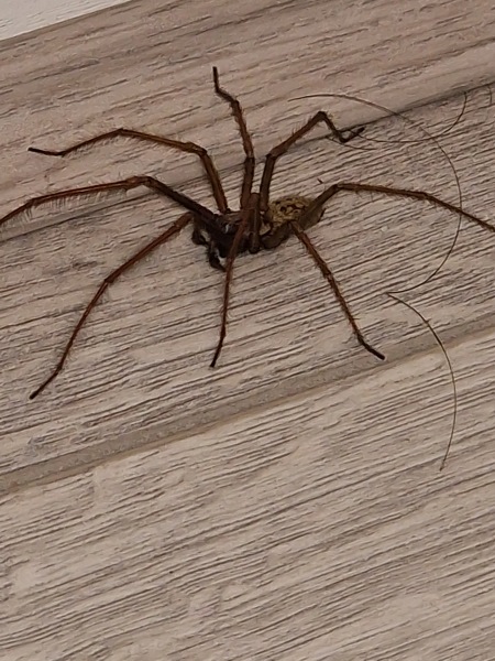 *Warning- contains picture of spider* To be frozen in fear and awe all at the same time!!