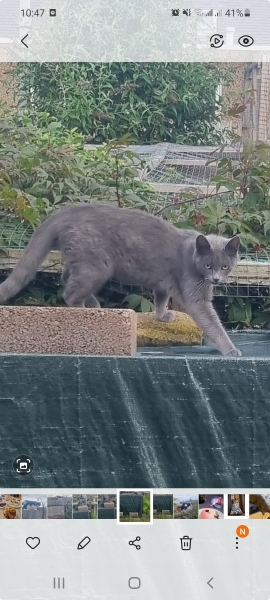 Is this cat pregnant?