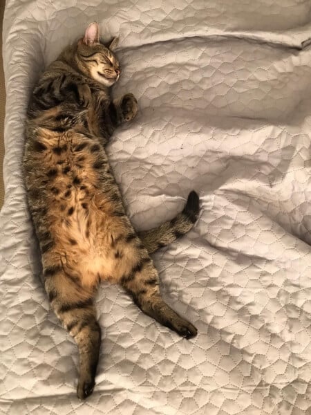 Just for the love of Tabby Cats- not enough tabby love