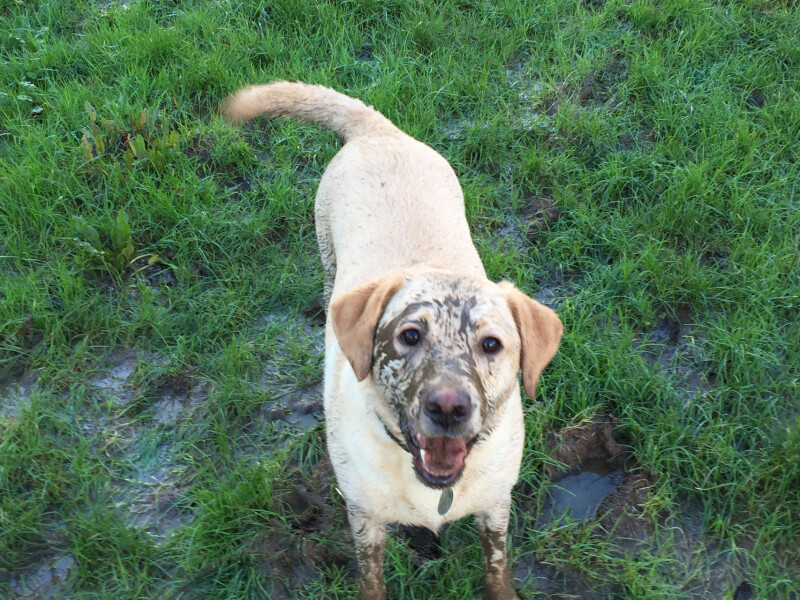 Thread 36.1 Covid Cohort , The Night Before Results Distraction Thread