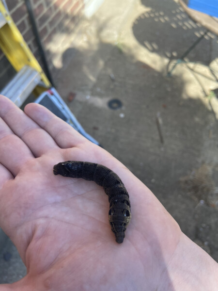 Caterpillar identification? 