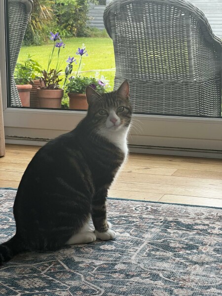 Just for the love of Tabby Cats- not enough tabby love