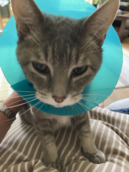 Itchy head 
