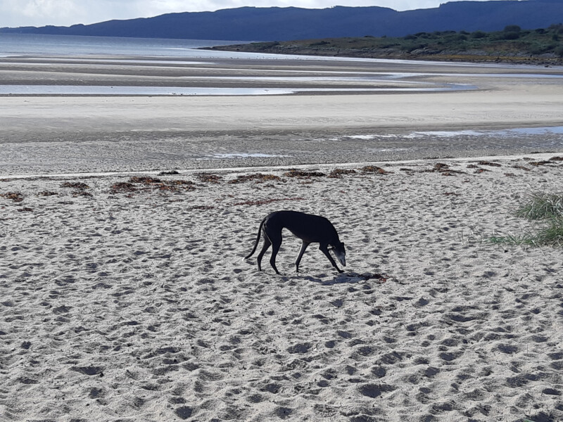 Dogs who love the beach