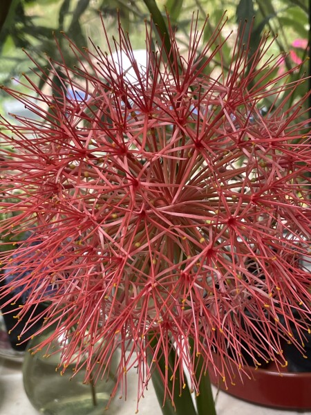 Has anyone grown a Scadoxus multiflorus (blood lily)?