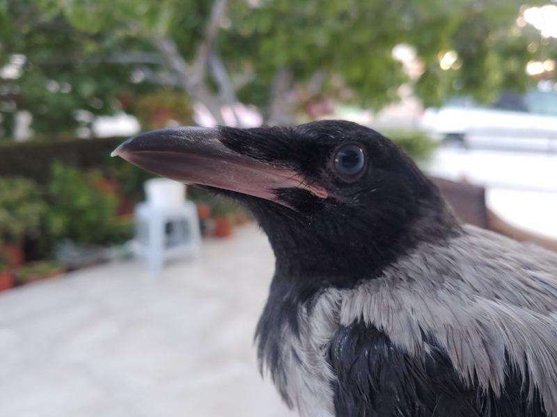 To love crows