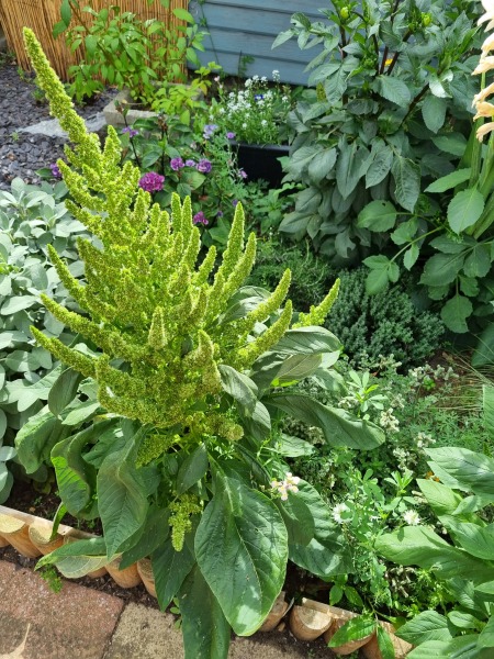 What is this from my wild flower mix?