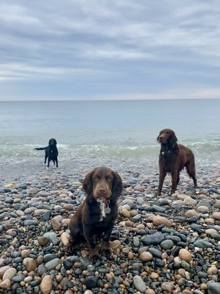 Dogs who love the beach
