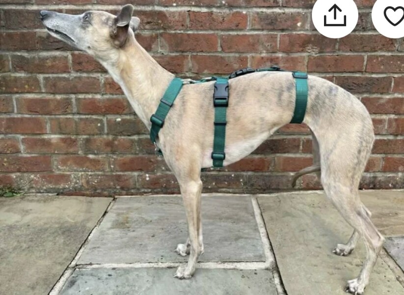 Harness that a dog can't reverse and pull it over their heads! BOTH my dogs just did this! Diagram.