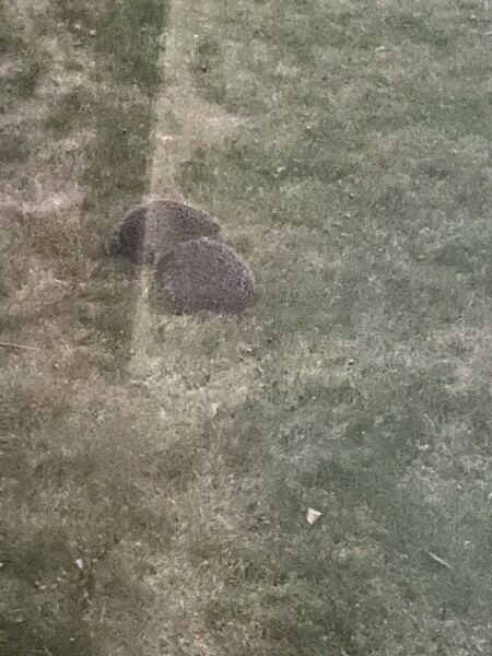 To ask you to please help hedgehogs and other wildlife prepare for winter