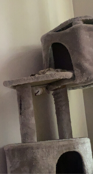 What's the daftest thing your cat has done today - pics please!