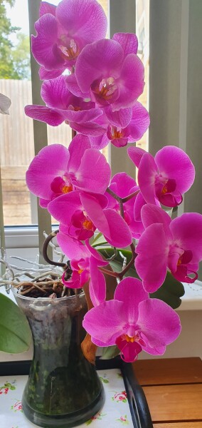 Orchids (Indoor is gardening right?)