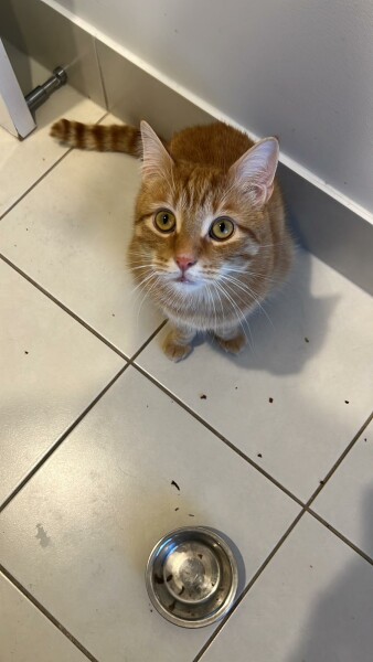 Just for the love of Tabby Cats- not enough tabby love