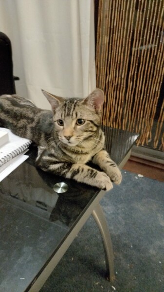 Just for the love of Tabby Cats- not enough tabby love