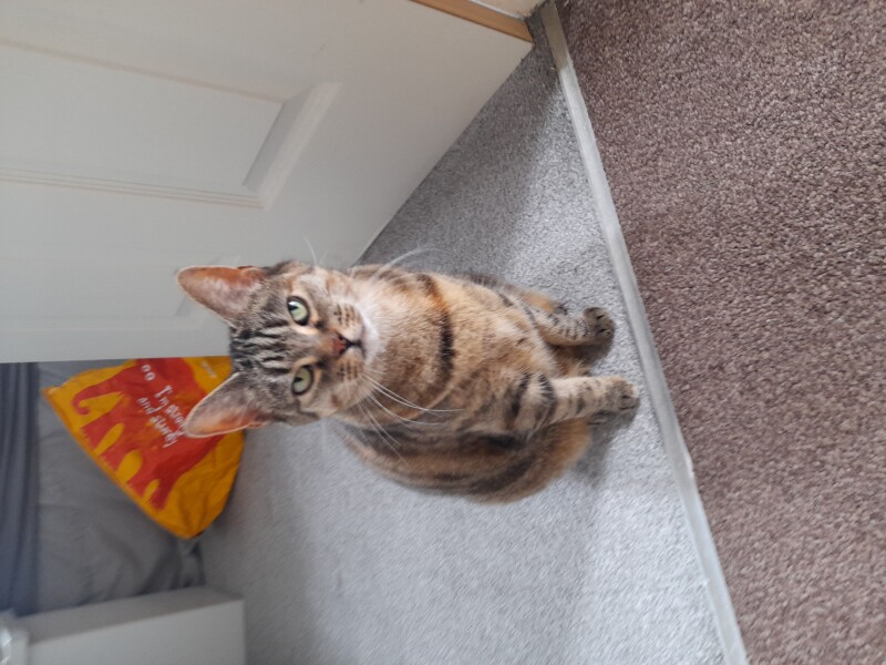 Just for the love of Tabby Cats- not enough tabby love