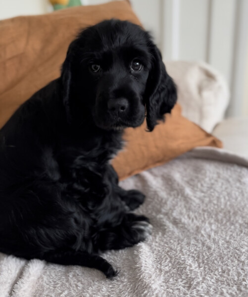 Puppy Survival Thread: muddy footprints into Spring 2022