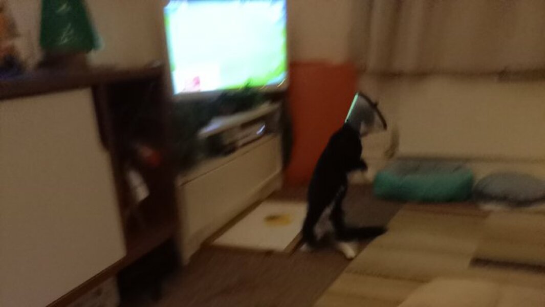 Feckin kitten
