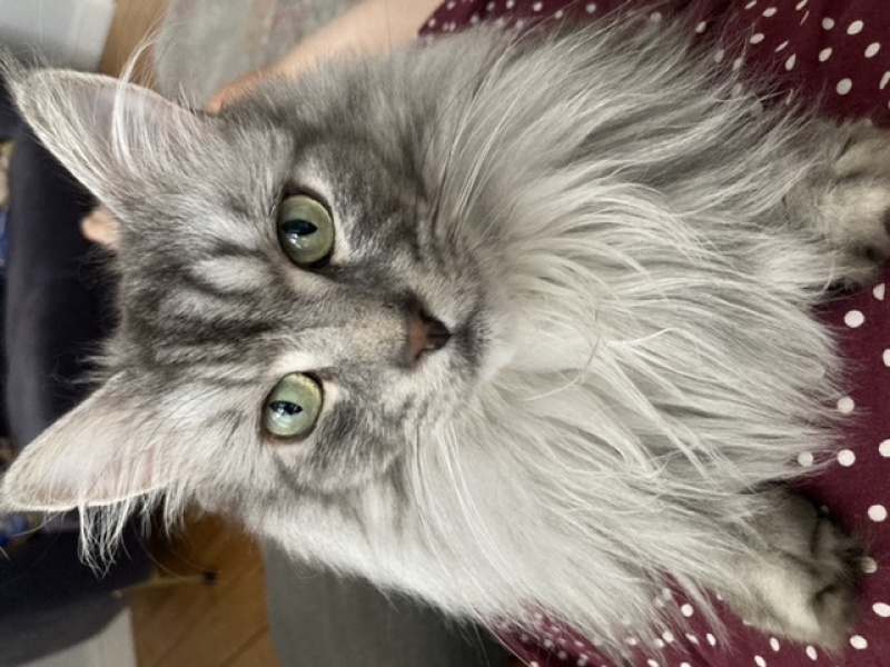 Cat owners - advice please