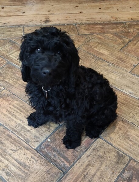 Puppy Survival Thread: Surviving into Summer 2022