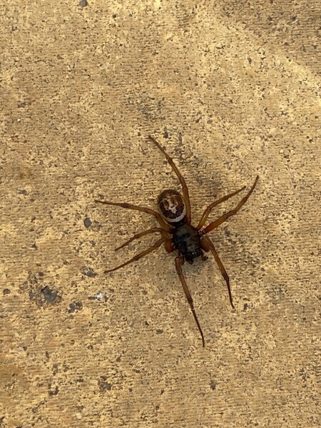 Is this a false widow spider or something else?