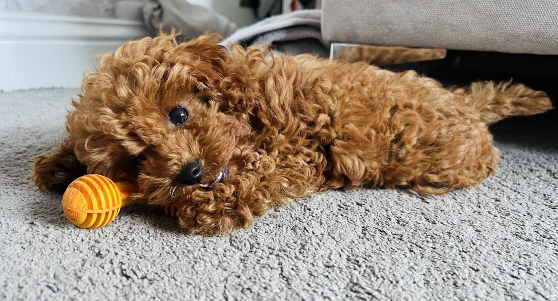 Puppy not waking or crying at night?