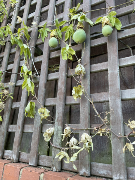Help me! I think I've killed my sister's passionflower