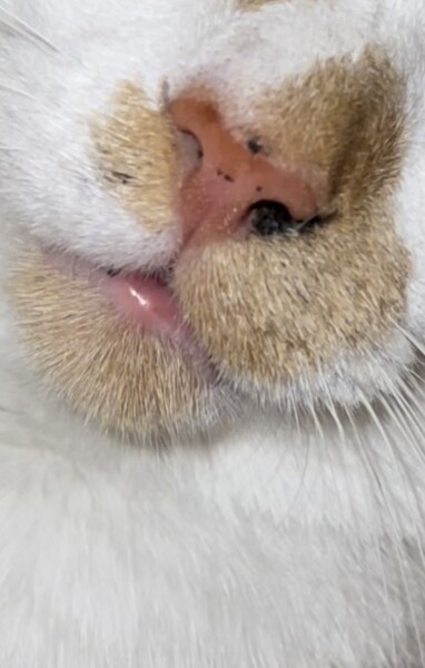 Anyone else's cat have this?
