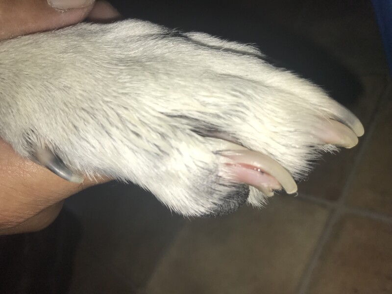 Cracked nail - with picture!