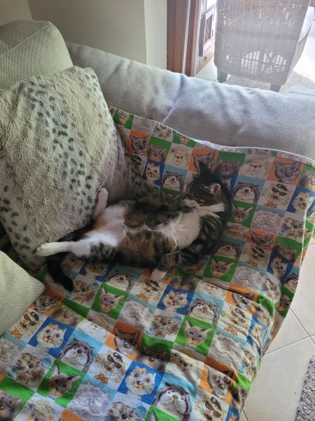 Post-cattery stay advice needed pls