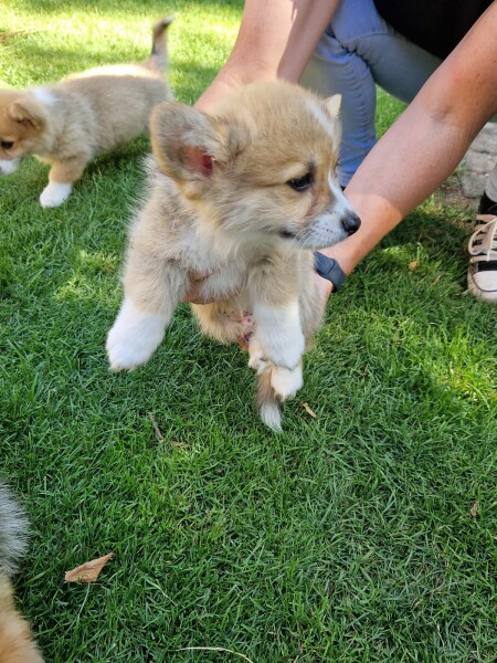 Puppy Survival Thread: Surviving into Summer 2022