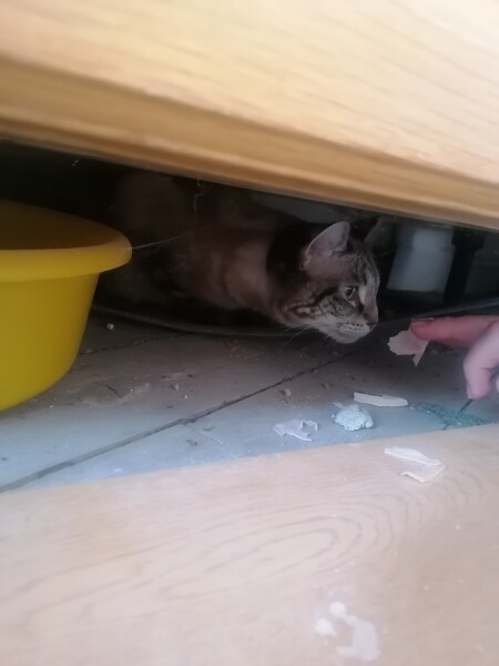I've lost my sisters cat