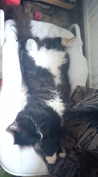 Getting Sticky Willies off long haired cat