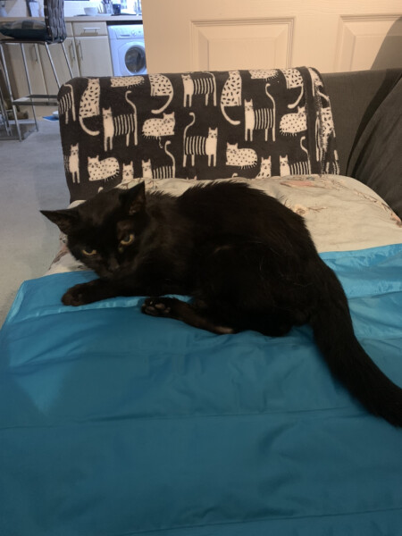 Is everyone else’s cat being a dick about coming in at night right now? 