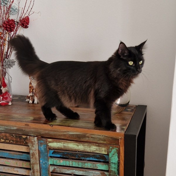 Unusual cat name suggestions please!