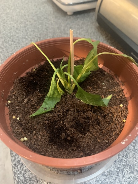 Peace Lily - Help!