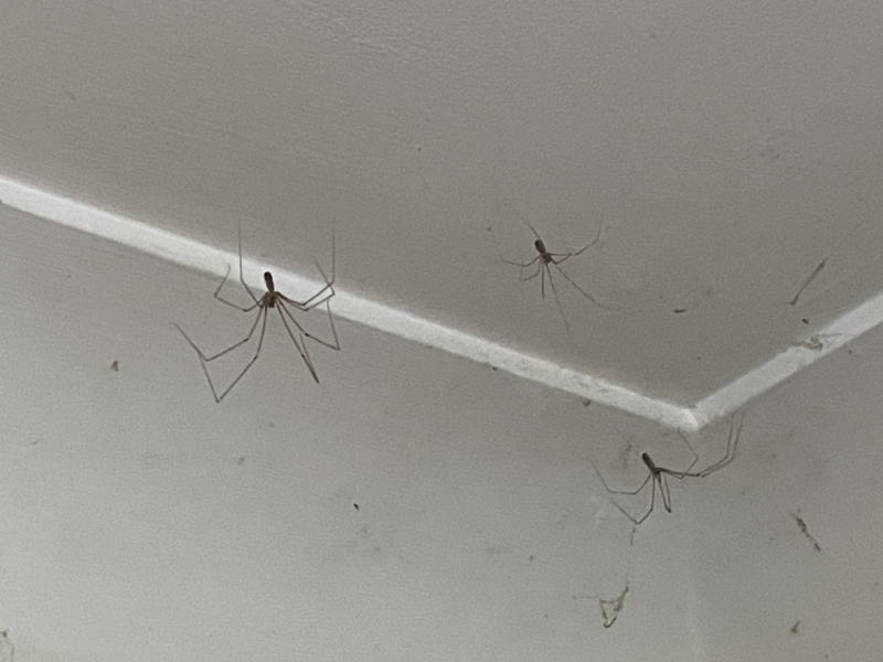 *Warning- contains picture of spider* To be frozen in fear and awe all at the same time!!