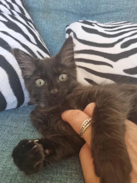 Blatant kitten spam 