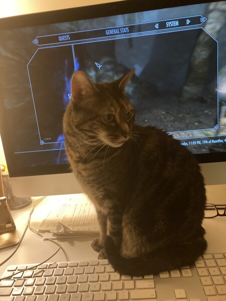 Just for the love of Tabby Cats- not enough tabby love