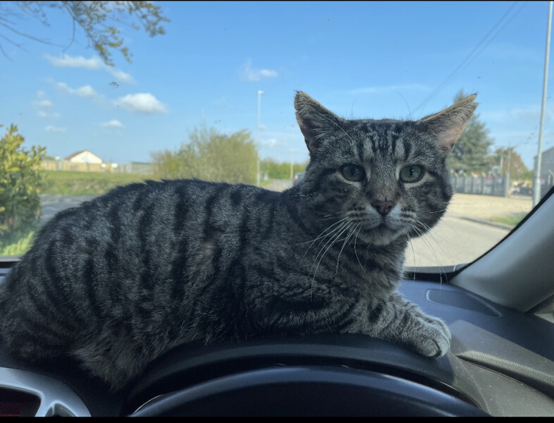 Just for the love of Tabby Cats- not enough tabby love