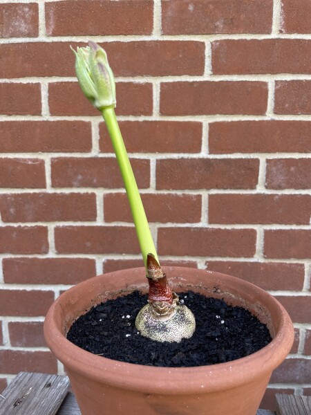 Has anyone grown a Scadoxus multiflorus (blood lily)?