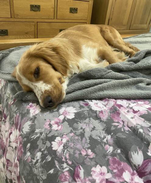 Dog walking frequency 