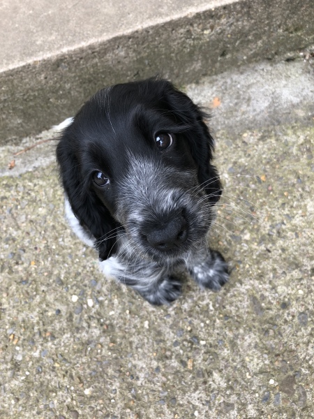Puppy Survival Thread: Surviving into Summer 2022